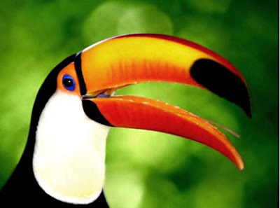 tucan.jpg