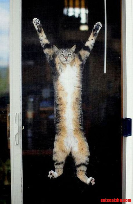 Hang-in-there-D.jpg