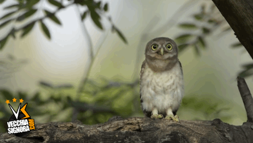eDEbI0C.gif