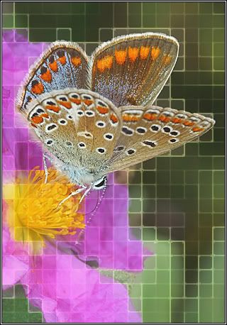 mosaico_6.jpg