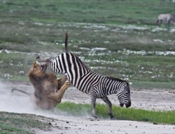 lion-vs-zebra-big.jpg