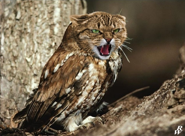 gufi-con-la-testa-di-gatto-8.jpg