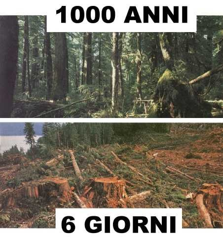 deforestazione-laviadiuscita.net_.jpg