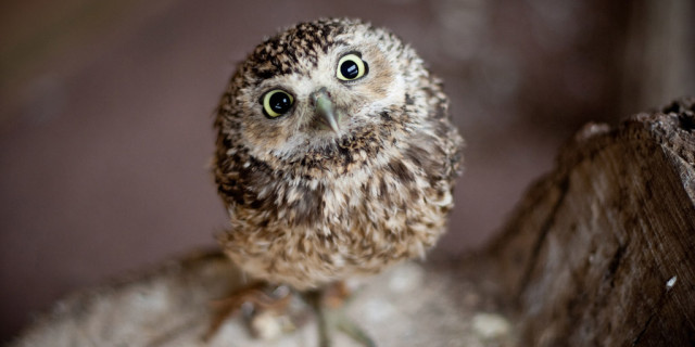 pictures-baby-owl-640x320.jpg