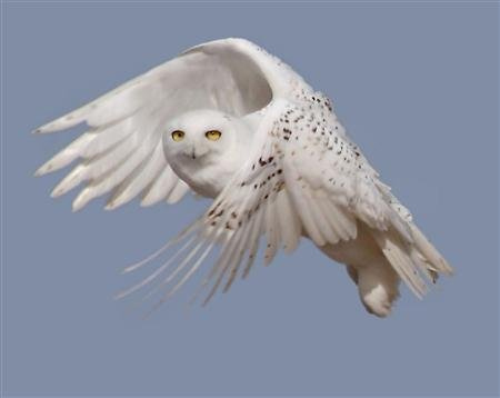 Snowy_Owl-Courtesy-US-Fish-and-Wildlife.jpg
