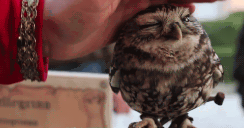 tumblr_m9lzuawGaY1qlu0peo1_500.gif