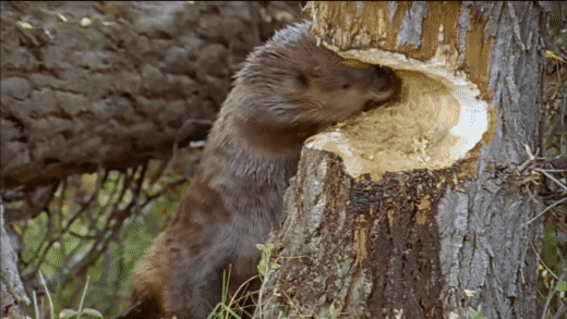 beaver-12.gif