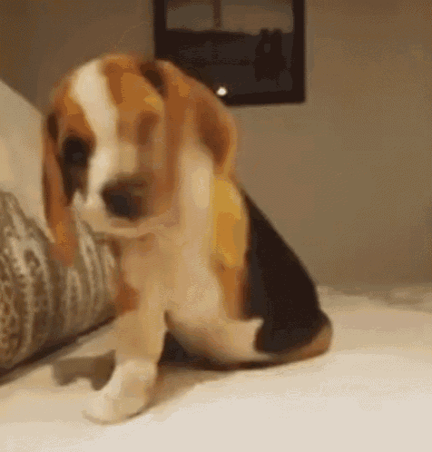 beagle.gif