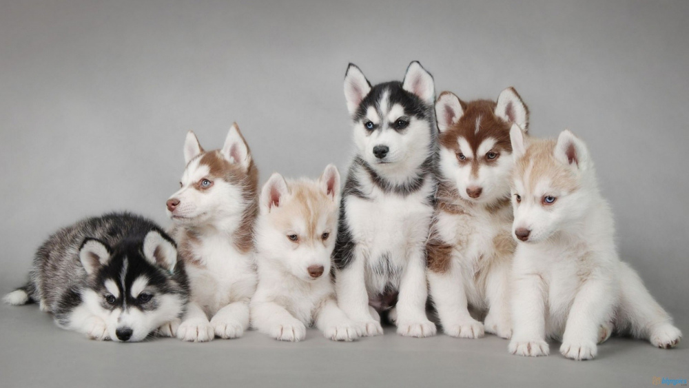 husky-cuccioli.jpg