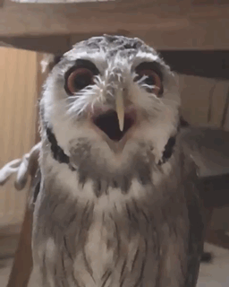 0de76aa7c5b7945192612401722258a2.gif