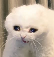 catcrying.jpg