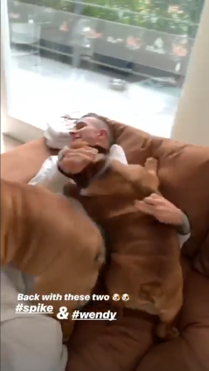 Berna-dogs.png