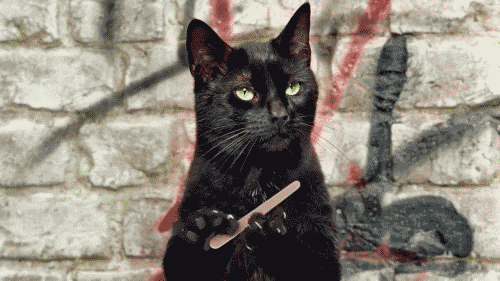 Gatto_si_lima_le_unghie.gif