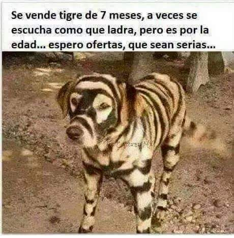 Tigre - Meme by Lrrg :) Memedroid