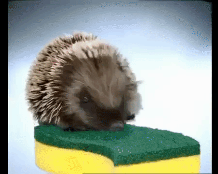 giphy.gif