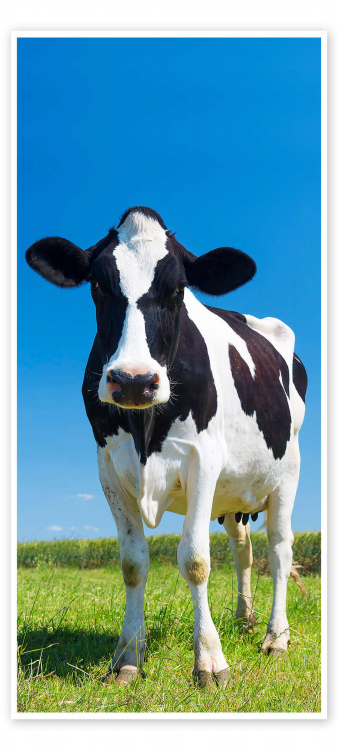 Mucca bianca e nera
