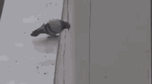 pigeon-suicide.gif