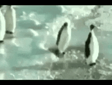 pinguin-pinguins.gif