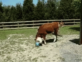 cow-playing.gif