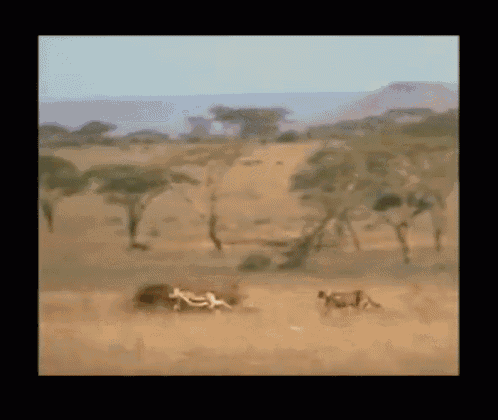 Late For Work Cheetah GIF - Late For Work Cheetah Gazelle GIFs