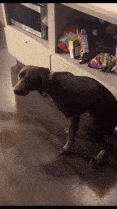 dog-pee.gif