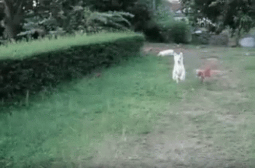 dog-dogs.gif