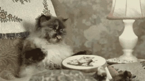 cat-sewing.gif