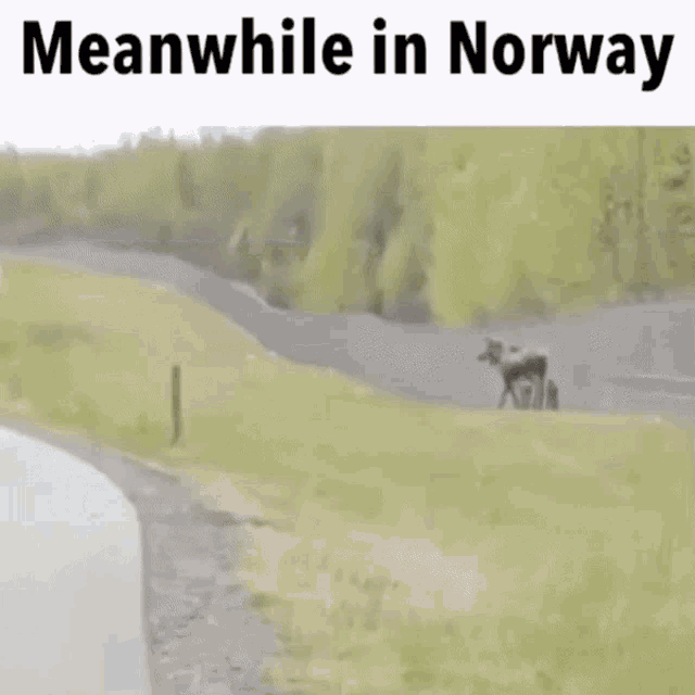 meanwhile-norway.gif