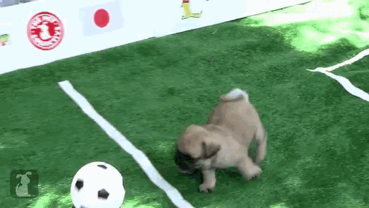pugs-playing-soccer.gif