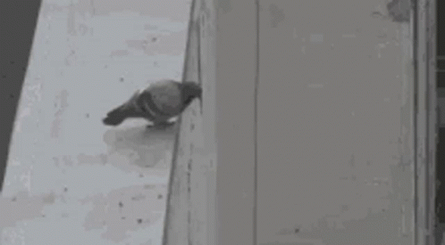 paloma-tirandose-bird.gif