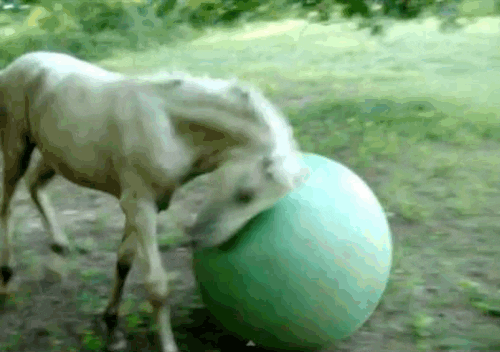 giphy.gif
