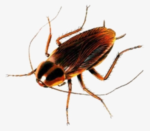 86-862079_cockroach-png-cockroach-transp
