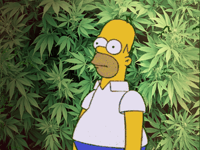 La piantagione di marijuana coltivata a spese del comune di Pinerolo