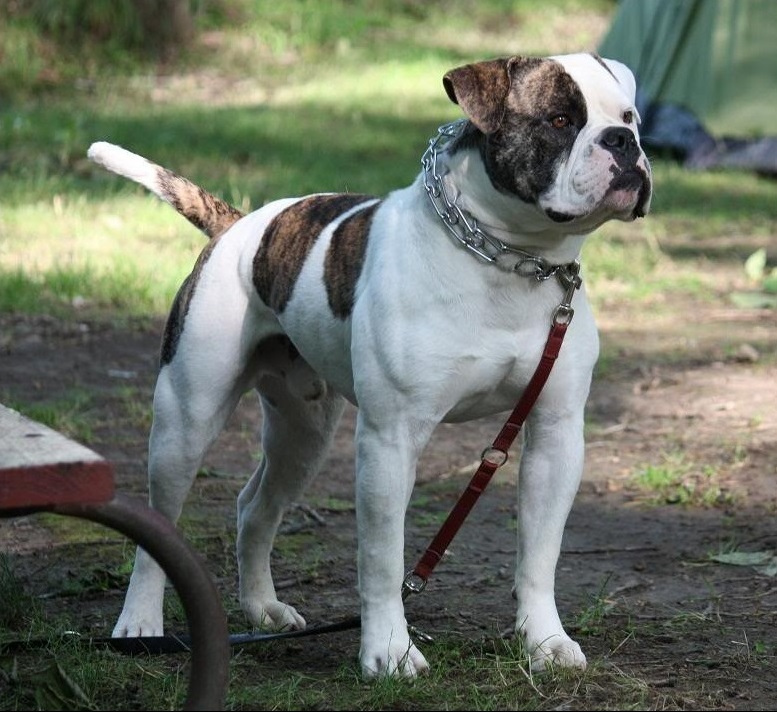 Bulldog americano - Wikipedia