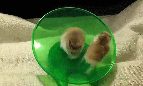 hamster-wheel-38.gif