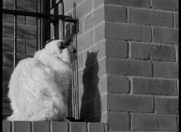 Perché il gatto fissa il muro? Motivi e soluzioni di questo comportamento