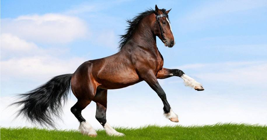 cavallo.jpg