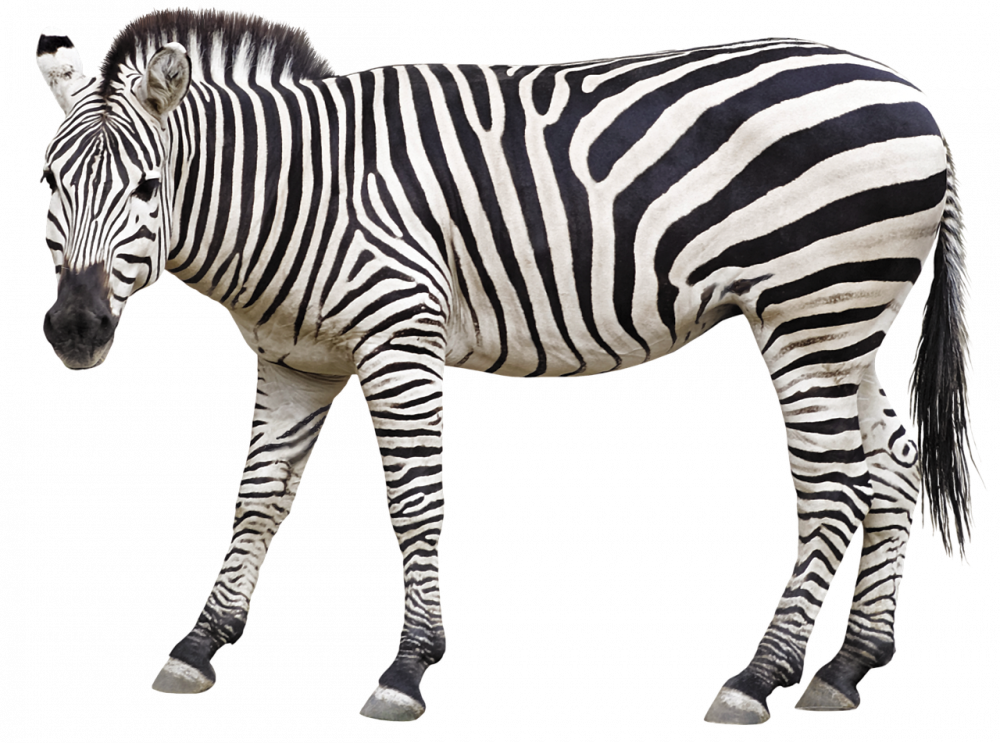 zebra-4864906_1280.png