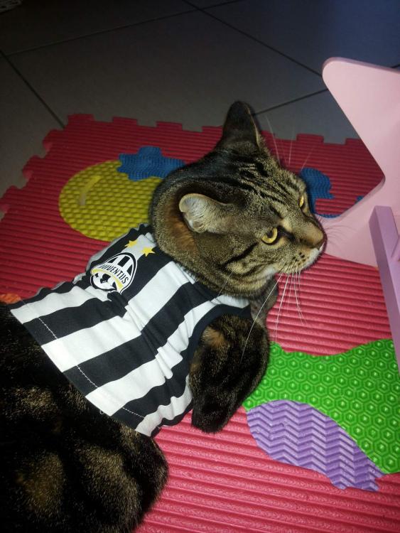 forza juve | Petpassion