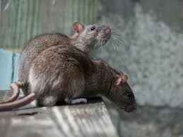 Riconoscere le infestazioni di ratti: differenze tra ratti e topi