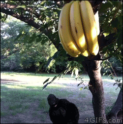 Banana-dropkicks-gorilla.gif