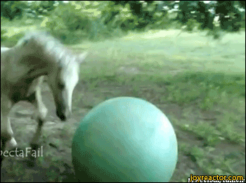 gif-horse-summersault-fail-1020230.gif (350×260) | Funny horses, Funny  horse pictures, Horse life
