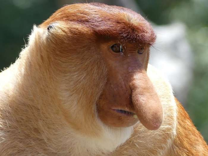 proboscis-monkey.jpg?quality=60&strip=al