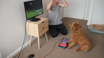 Video uno youtuber ha insegnato al cane a giocare a minecraft