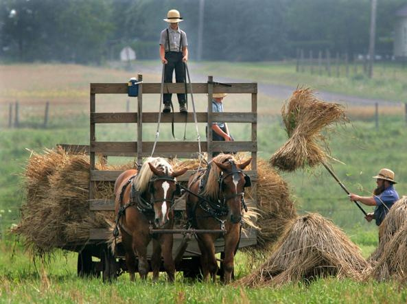 Risultati immagini per Amish a cavallo