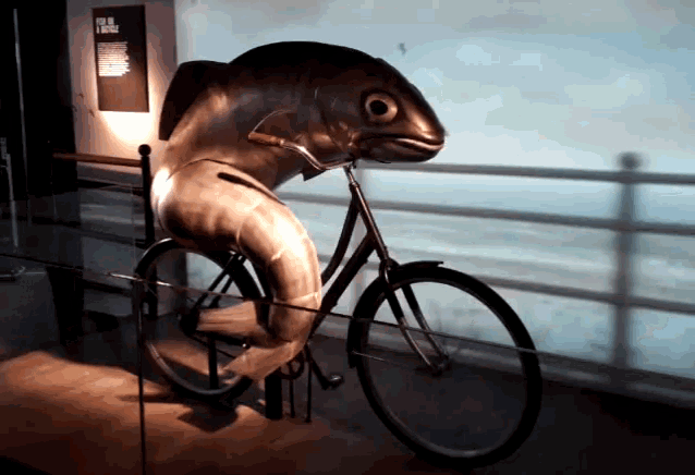 fish-riding-a-bike-funny-animals.gif