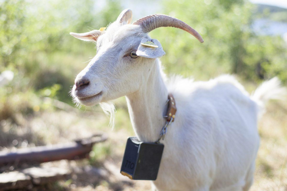 Goat-wearing-Nofence-collar-1200x800.jpg