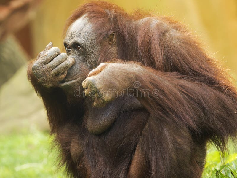 orangutan-con-il-dito-sul-naso-95058967.