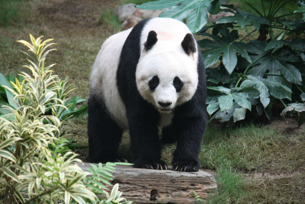 Risultati immagini per panda animale