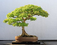 Bonsai - Wikipedia